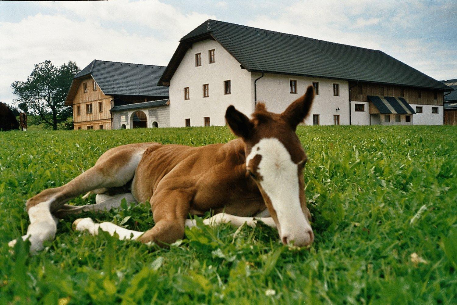 ליבנאו Espi-Stables Ferienhof Esterhammer מראה חיצוני תמונה